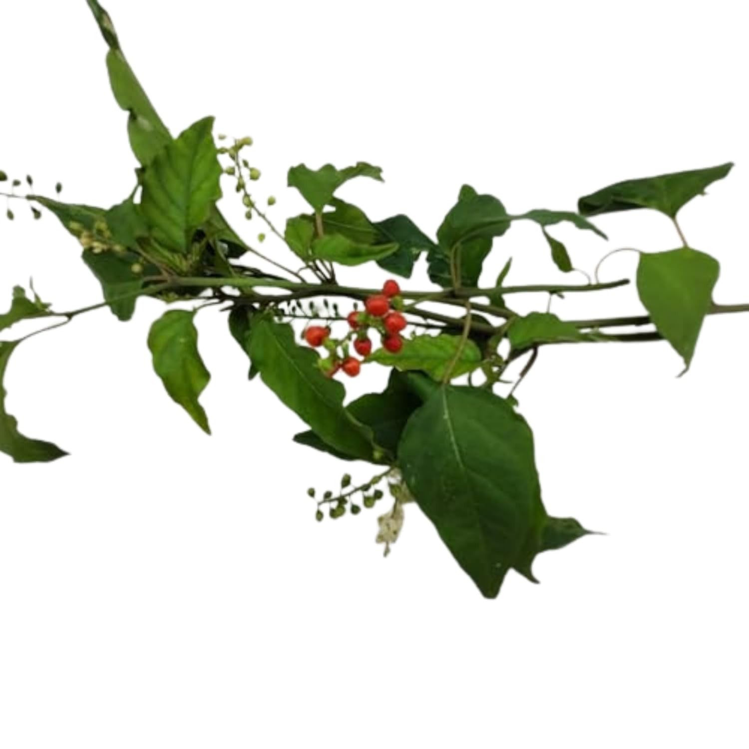 Jamaican Dog Blood Organic Tea (Rivina Humilis) – 4oz (2 x 2oz) – 100% Natural Dried Herbal Leaves – Organic Traditional Jamaican Bush Tea for Adults 18+ – Inspired Gems