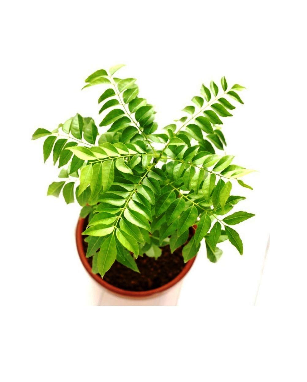 Baby Plants - Live Kadi Patta/Mitha Neem, Curry Leaves Plant, with Pot Outdoor Plant (B09C4TWRJH) Amazon Price History, Amazon Price Tracker