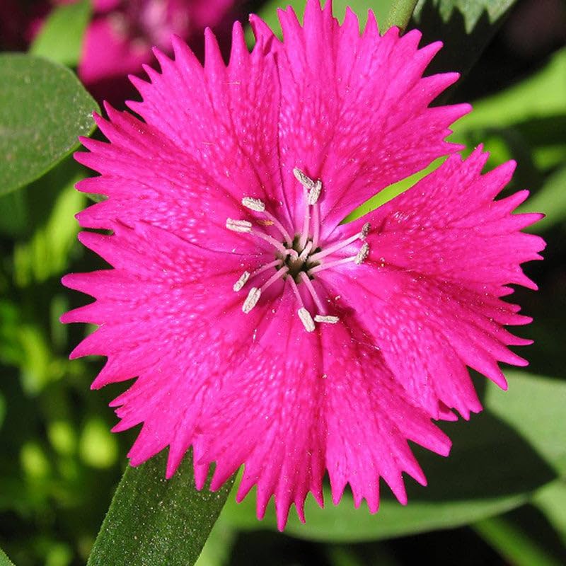 - Dianthus Pink - SEASONALS