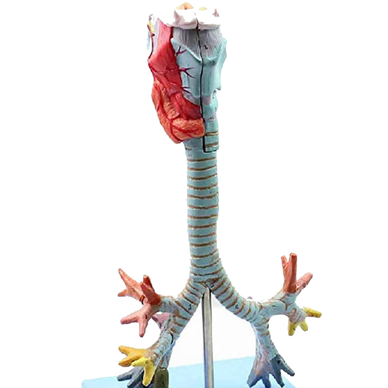 Anatomiemodelle, Anatomisches Kehlkopfmodell, Demonstration der Lungenbronchoskopie