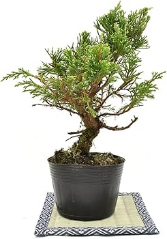 Amazon.co.jp: 盆栽 糸魚川真柏 素材 苗木 15cm ミニ盆栽 小品盆栽