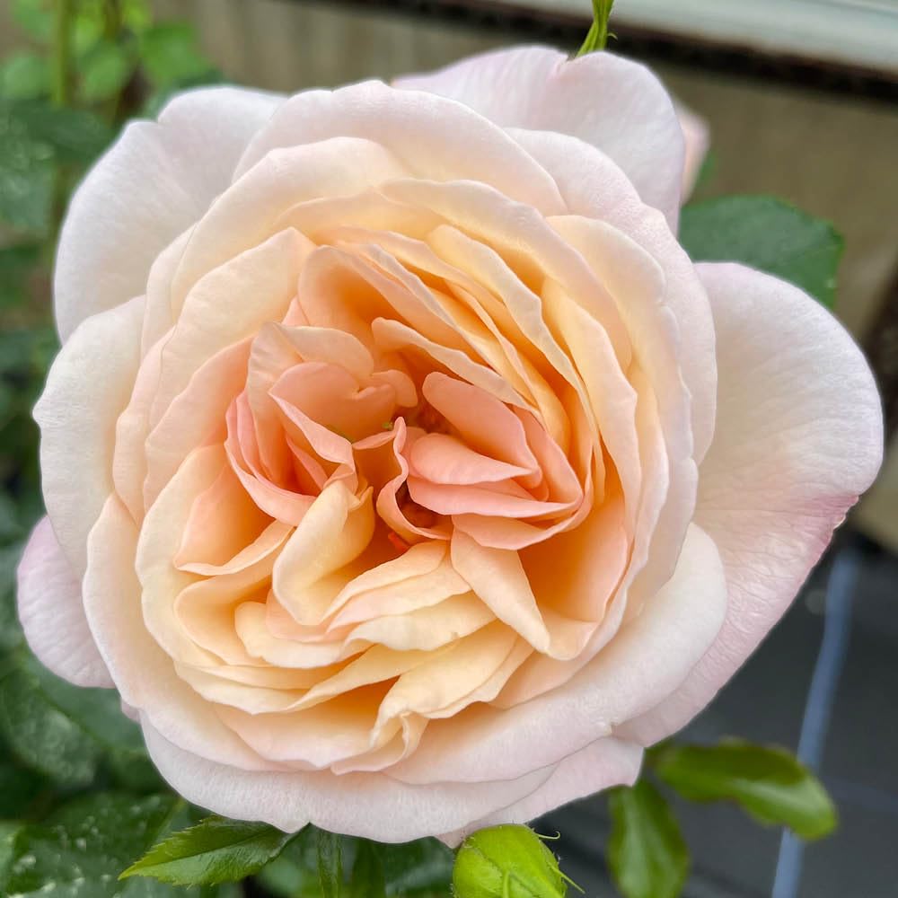 YouGarden Harkness Roses Lily's Rose, Climbing Plant 4 Litre Pot, Fragrant Colour Changing Blooms, Garden Patio Ready