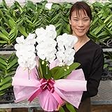 ふじみ野ラン園 幸せが飛んでくるミディ胡蝶蘭 選べるボリューム 生花 プレゼント ギフト 開店祝い お誕生日 各種お祝いお供えに (マダムホワイト3本立ち)