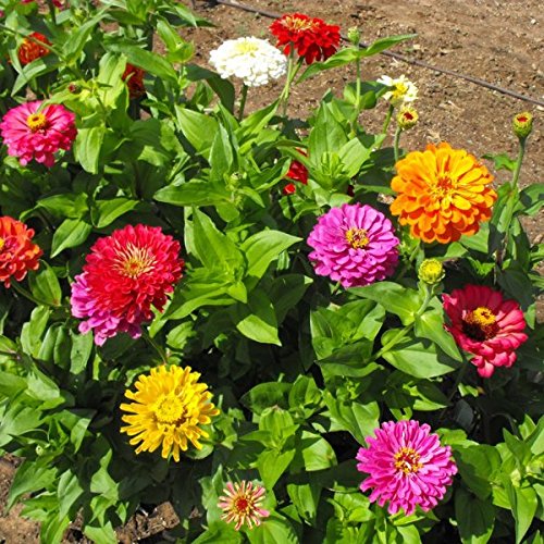 Creative Farmer Flower Seeds : Elegant Zinnia Garden Seeds Of Flowers Plant Seeds For Grow Bags/Pots Garden [Home Garden Seeds Eco Pack] Plant Seeds (B078RH1997) Amazon Price History, Amazon Price Tracker