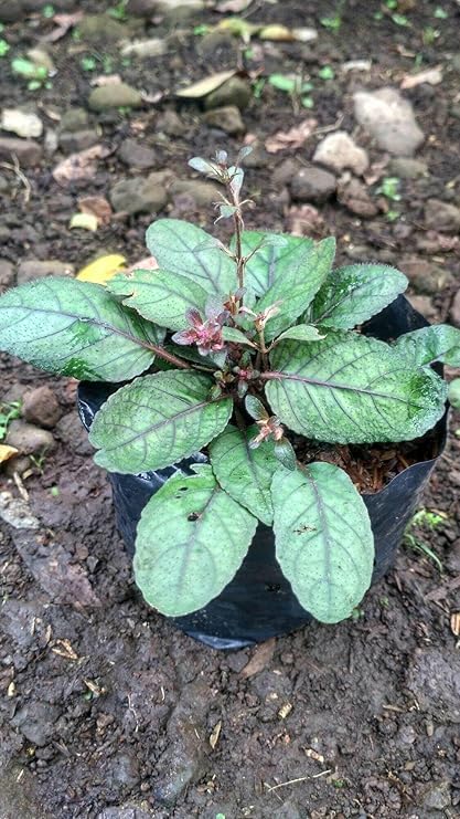 Daun Gempur Batu - Ruellia Napifera Zoll. & Moritzi Dried Leaf (600 gram)