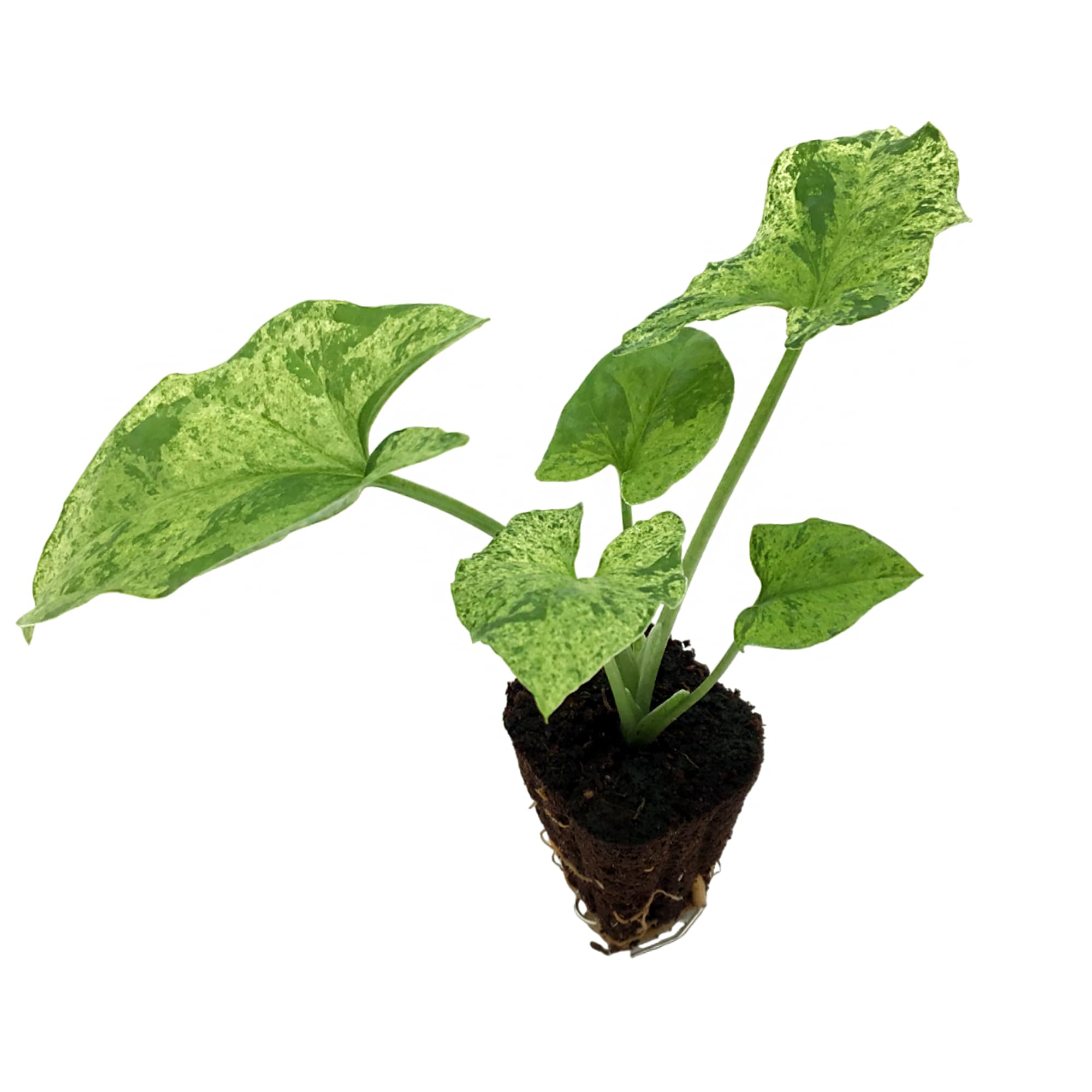 philodendron lemon lime Lemon Lime Vining Heartleaf Philodendron cordatum main image 1