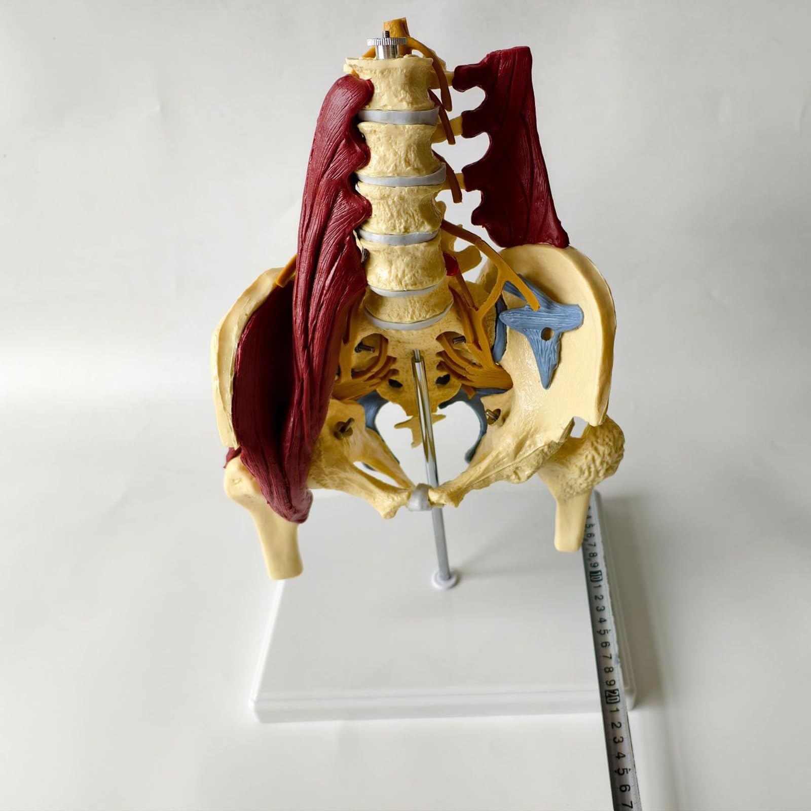 Proporzione adulta colonna lombare con muscoli e muscoli pelvici modello colonna vertebrale e modello scheletrico pelvico per educazione medica