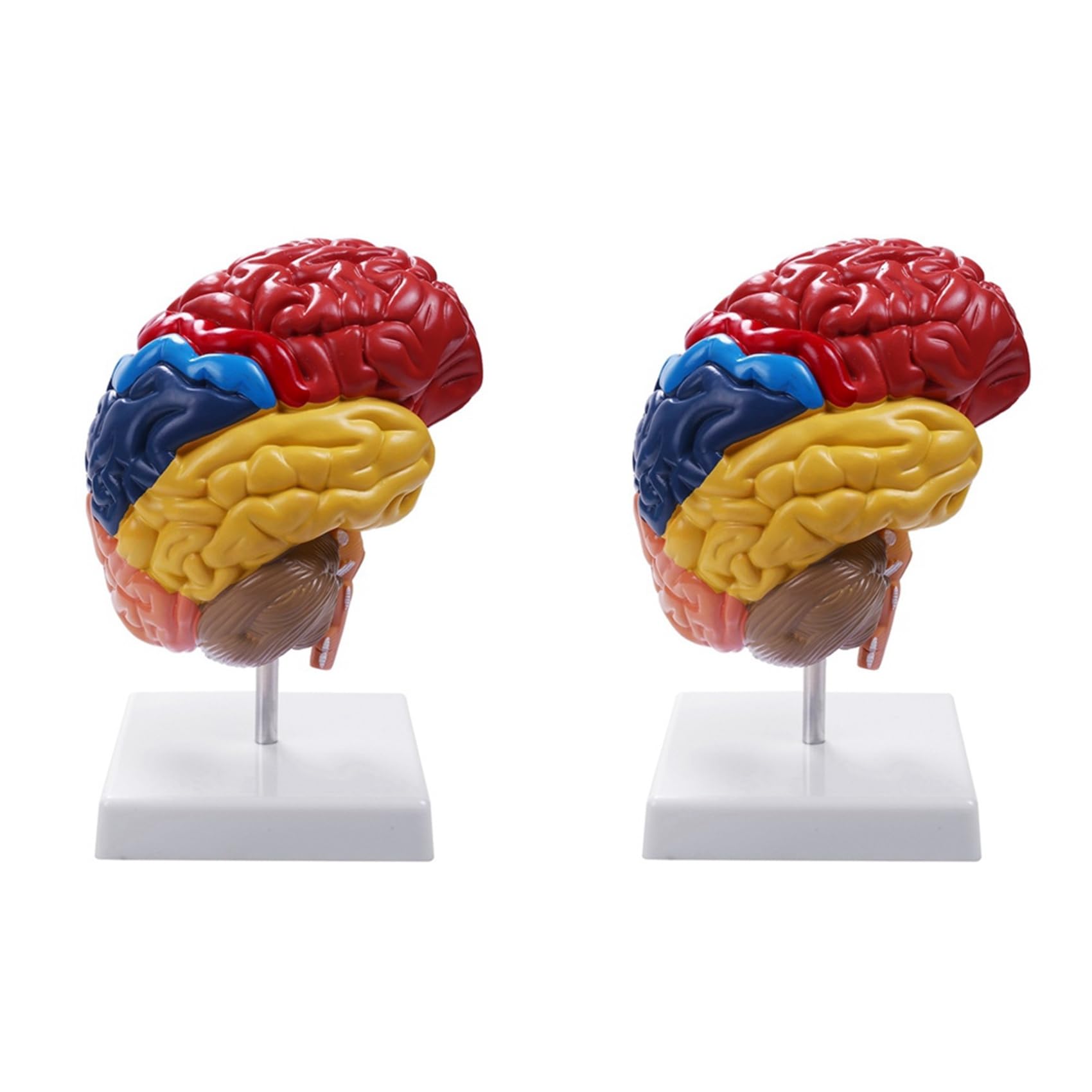 2X Cerebral Anatomical Model Anatomy 1: 1 Mezzo Cervello Brainstem Forniture Mediche per Laboratori di Insegnamento Medico