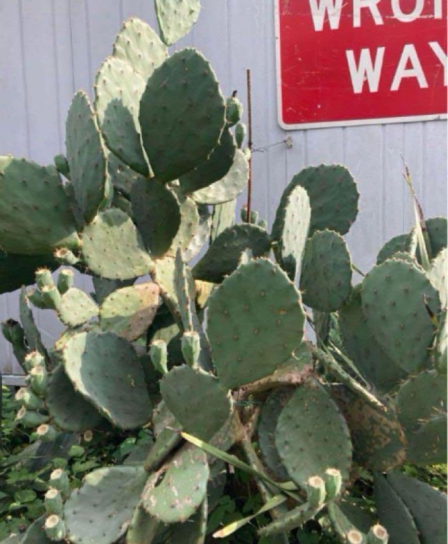 耐寒性強オプンチアのフミフサ群生植え◇ドライガーデン多肉サボテン 耐寒性強オプンチアのフミフサ群生植え◇ドライガーデン多肉サボテン