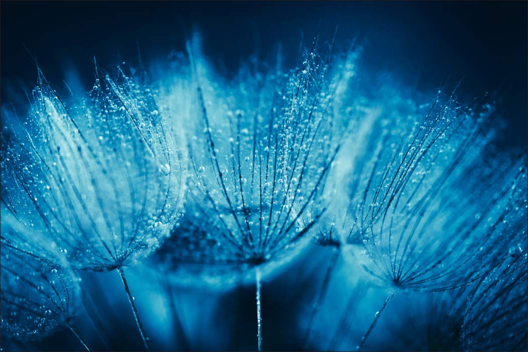 Muralo Fototapeta z włókniny 400 x 280 cm, naturalna tapeta ścienna, flora, kwiaty, dmuchawiec, salon, sypialnia, nowoczesne obrazy ścienne XXL, dekoracja ścienna, szer. 400 cm x wys. 280 cm