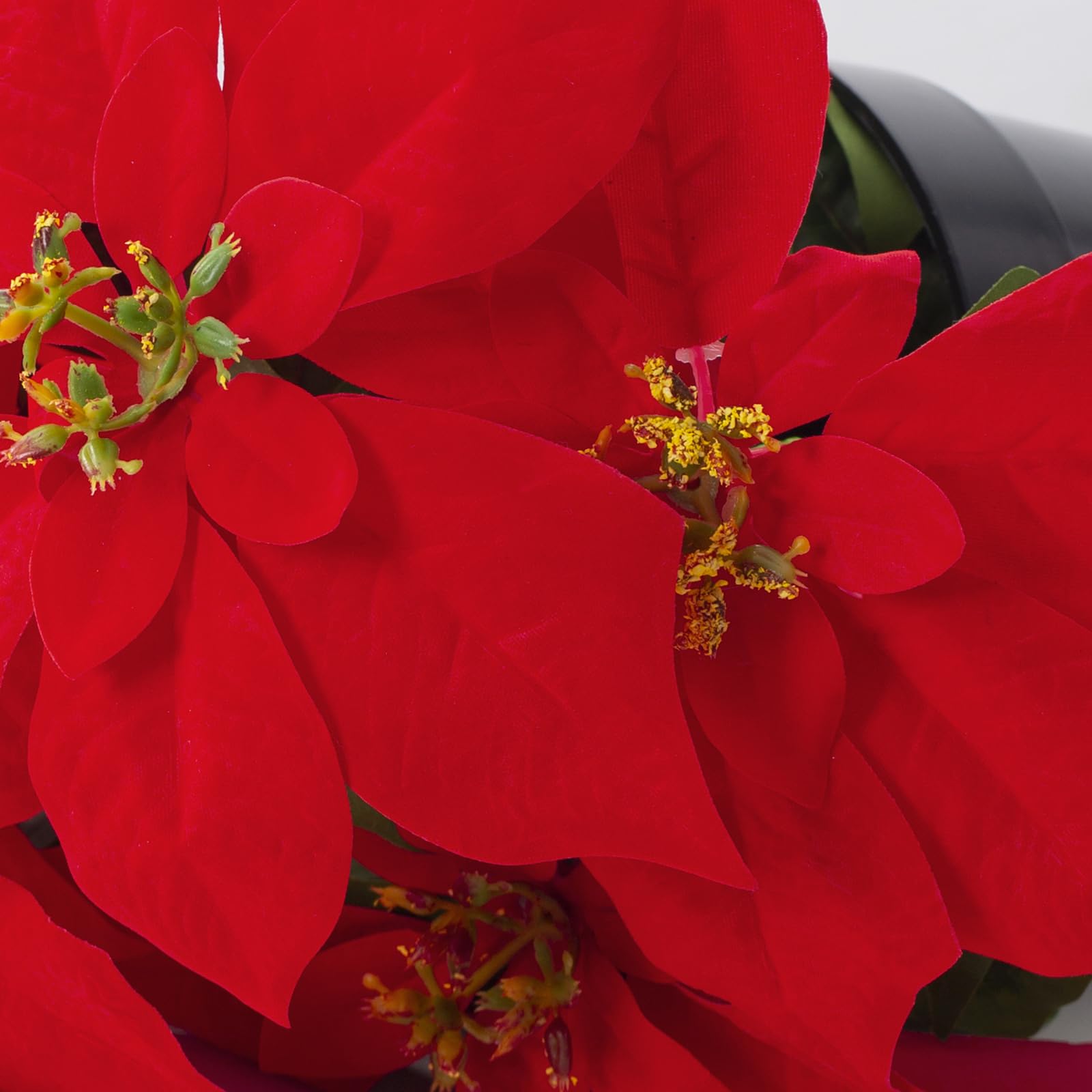 Amazon｜MATBAR 13.4インチ ポインセチア 植物 レッド 大型  