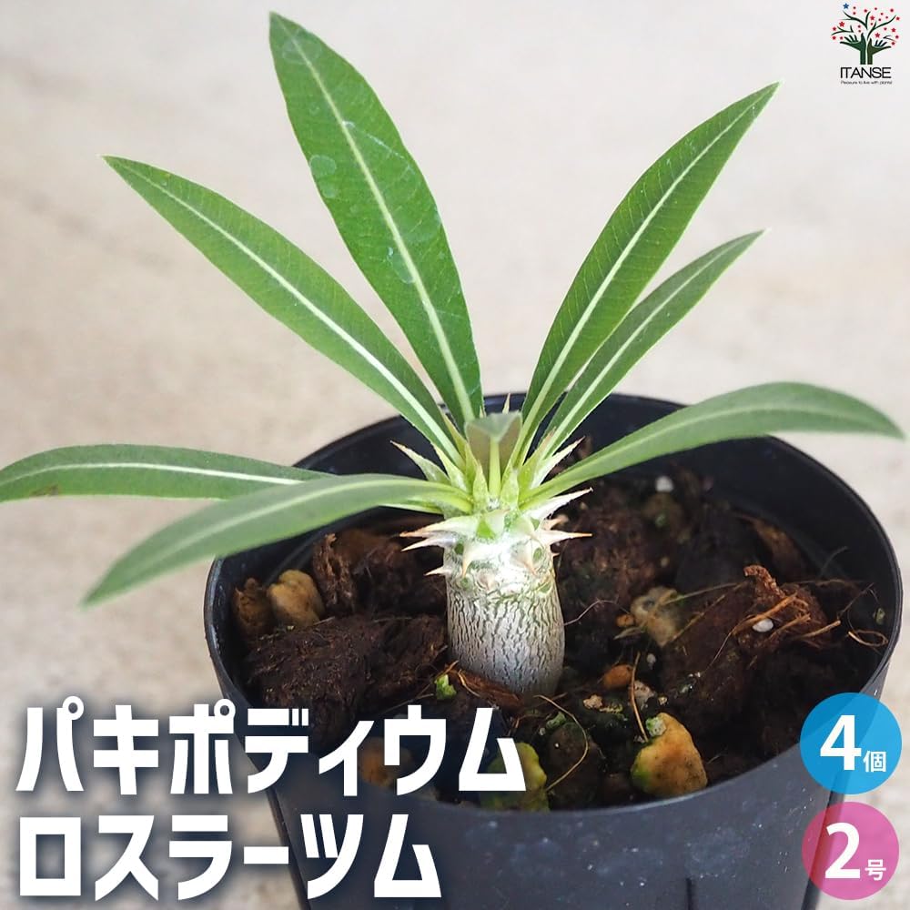 19AAA ハオルチア 多肉植物 白蓮花Xダビディ錦糊斑 自家繁殖 多肉植物 19AAA ハオルチア 多肉植物 白蓮花Xダビディ錦糊斑 自家繁殖 多肉植物