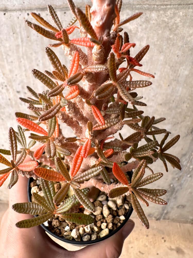 発根済み Dorstenia gigas ドルステニア・ギガス 挿し木　５株 Amazon｜【現品限り】ドルステニア・ギガス ブラータ 挿し木 発