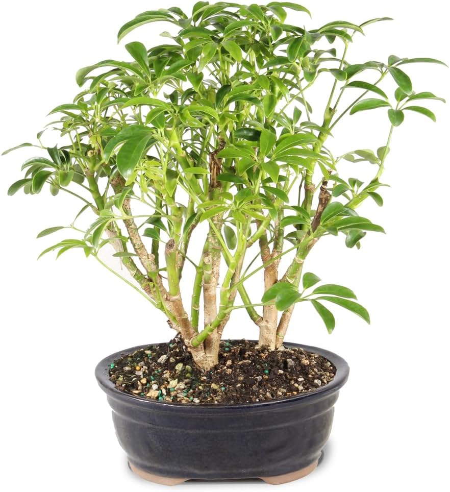 Brussel's Bonsai Live Hawaiian Umbrella Indoor Bonsai Tree - 3 Years Old; 7" to 10" Tall with Decorative Container