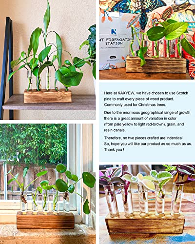 Kaxyew Desktop Glass Plant Propagation Station 5 Test Tube Plant Terrarium In Wooden Stand For Hydroponic Plants Cutting Office Home Decoration #TOP5