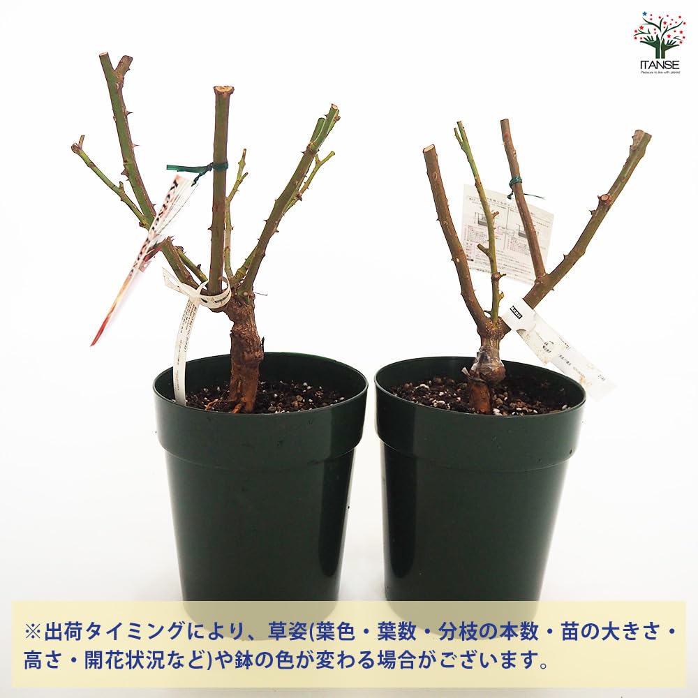 Amazon.co.jp: ITANSE 薔薇の苗 紅かさね 国産接ぎ木苗 6号1個
