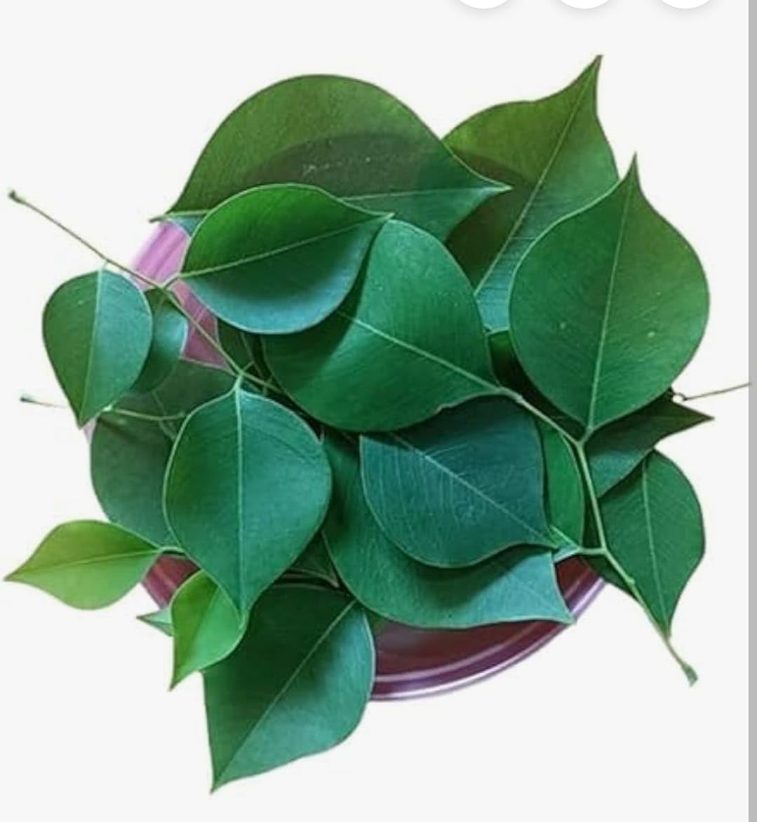 DADFirm Fresh Shisham Leaves for Skincare - 250 GMS.