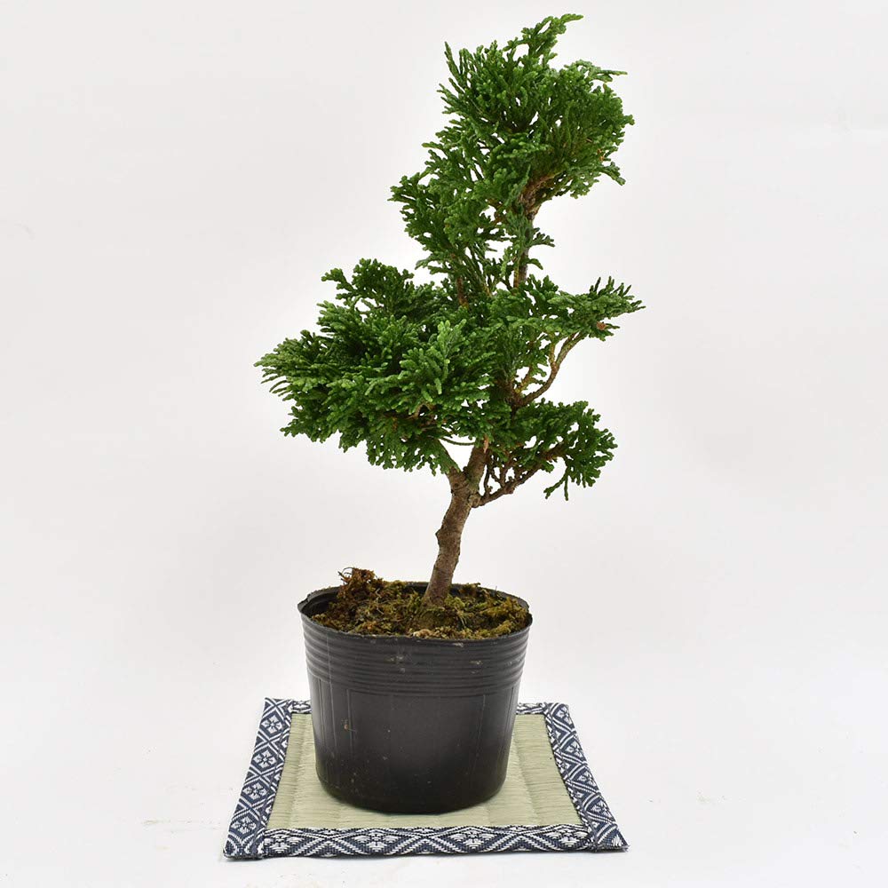 大特価！ 小品盆栽 津山檜 樹形が美しい逸品！ 【公式通販】
