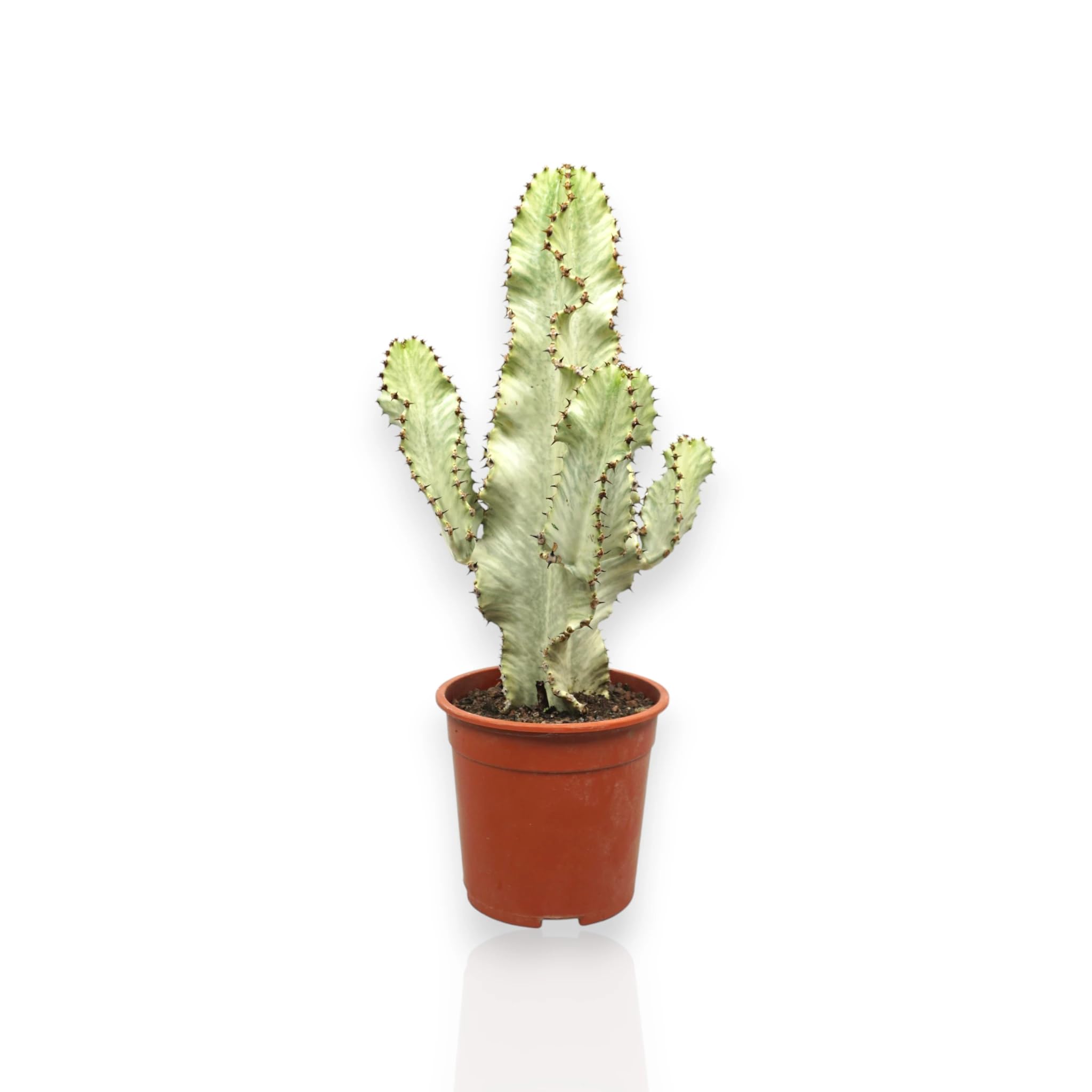 Euphorbia ingens variegata, pianta vera da interno, altezza pianta 50-60 cm, pianta grassa ornamentale, facile da curare