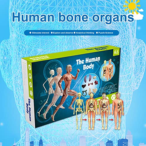 THATA Anatomische modellen van het menselijk lichaam, romp-lichaams-anatomie-model voor kinderen, menselijke… - Image 4