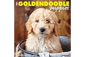 Adorable Goldendoodle Puppies Calendar 2025