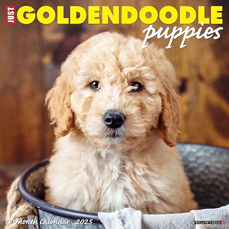 Adorable Goldendoodle Puppies Calendar 2025