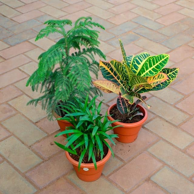 Greenursery Set of 3 Croton Indoor Live Plant || Petra-Mammy-Gold Dust || For Home Decoration as well Natural Air Purification || Pack Of 3. (B0D3BC3CGP) Amazon Price History, Amazon Price Tracker