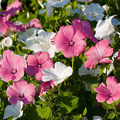 Seeds Lavatera (Annual Tree Mallow) Mix Mix Large Flower Indoor Garden Beautiful Flowers For Planting Non Gmo #TOP4