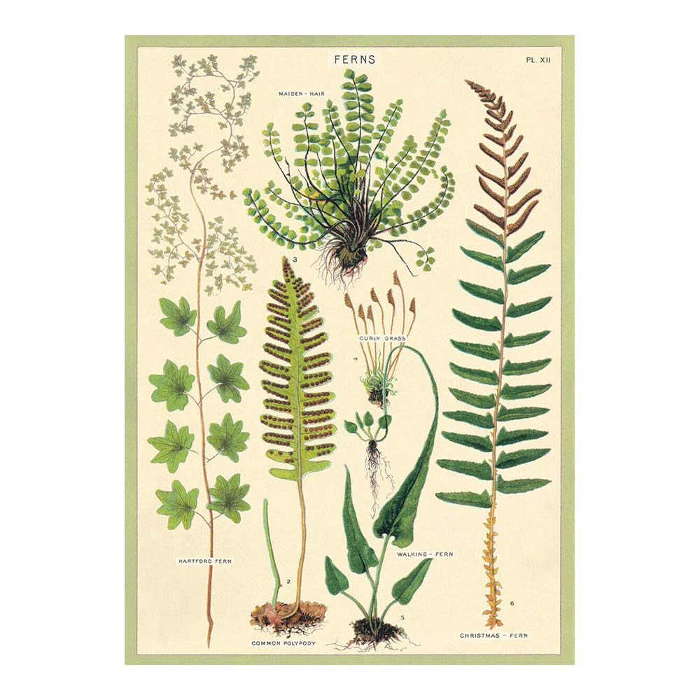 Cavallini Decorative Paper - Ferns 20"x28" Sheet