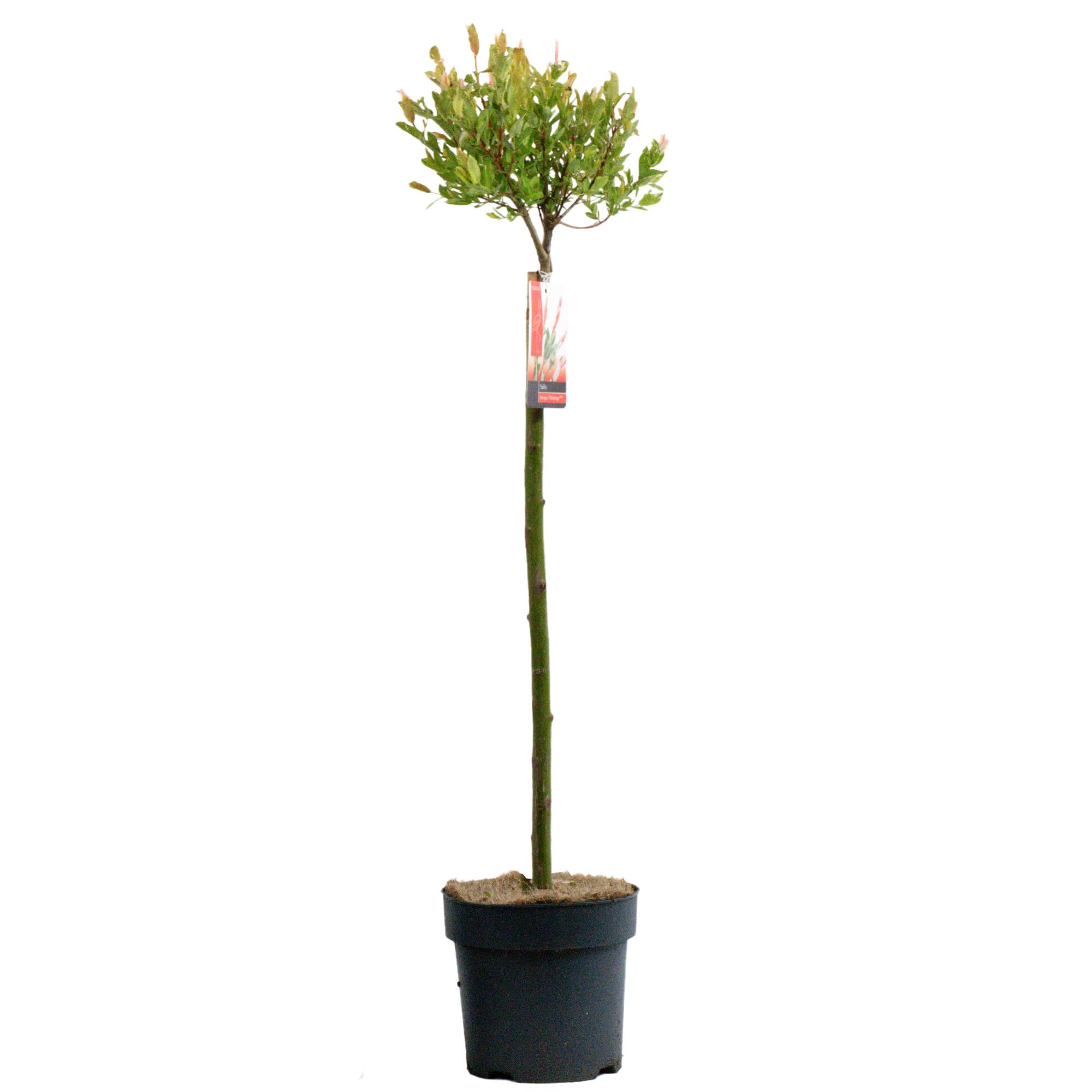 Salix Hakuro Nishiki Pink Flamingo Patio Tree - Vibrant Decorative Garden Plant, Drought-Resistant, Perfect for Outdoor Landscaping and Small Spaces (2-3ft (60-90cm))