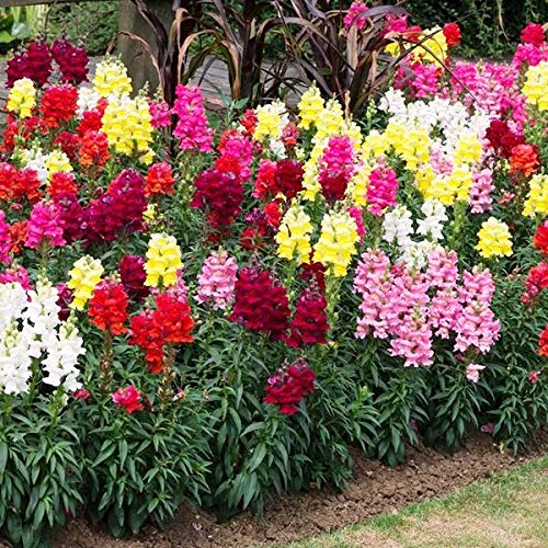 Dwarf Snapdragon Seed Mix 1000+ Seeds For Planting Indoors And Outdoors Low Height Dragon Flowers Dog's Mouth Lion's Mouth Toad's Mouth Antirrhinum #TOP7