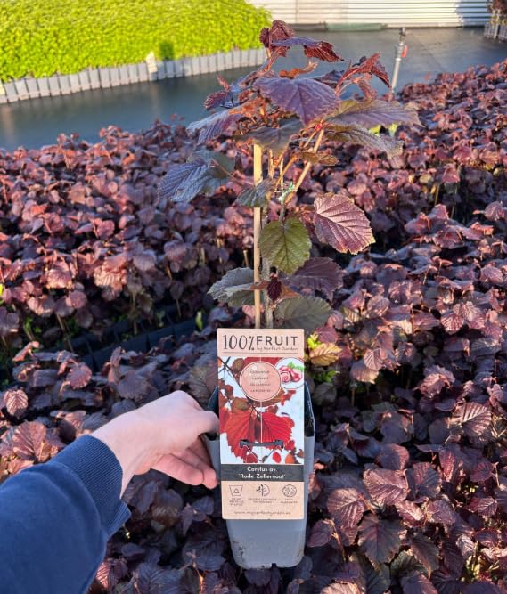 Productive Hazelnut Tree - Corylus avellana ‘Rode Zellernoot’- Red Hazelnut Tree - 15cm Pot 50cm in Height with Edible Hazelnuts (1 Plant)