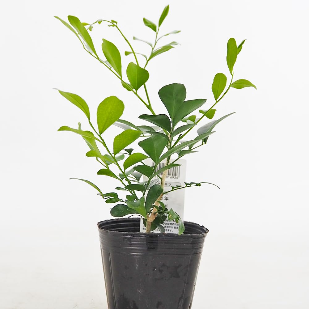 Amazon｜ITANSE シルクジャスミン 3～3.5号 1個売り 観葉植物