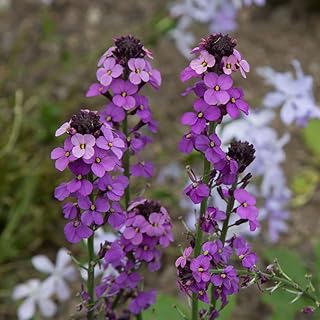 You Garden - 3 x Erysimum WallFlower 'Bowles Mauve' in 9cm Pots - Hardy Perennial Erysimim Plants for Gardens - Garden Ready Outdoor Flowers for Pots and Planters