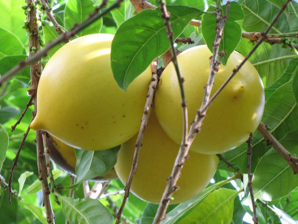 Creative Farmer Abiu - Pouteria Caimito Tasty Fruit Live Plant Healthy Fruit Live Plant (Healthy Live Plant) (B09SCMQ79N) Amazon Price History, Amazon Price Tracker