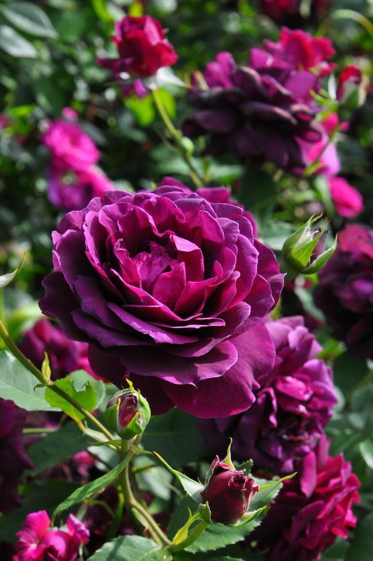 Ritz Farming® Climbing Rose Imported Flower Seeds for Home and