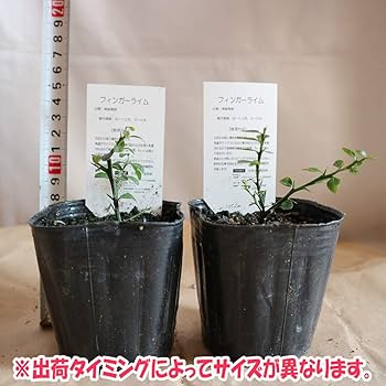 Amazon.co.jp: フィンガーライム グリーン 9cmポット苗(挿し木苗)/2個 Amazon.co.jp: フィンガーライム グリーン 9cmポット苗(挿し木苗)/2個