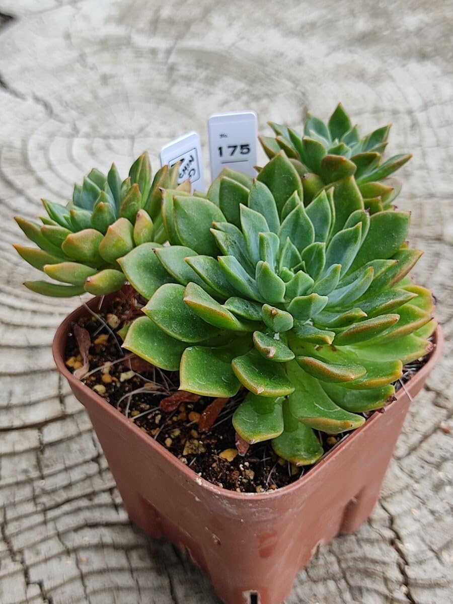 Amazon.co.jp: てっちん多肉植物エケベリア『エメラルドリップ』175