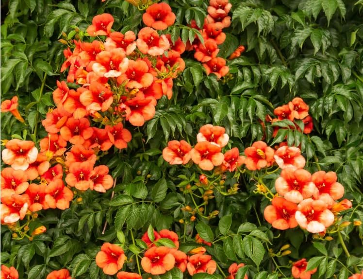 Hummingbird Vine Seedlings Trumpet Creeper Vine 1 Plant