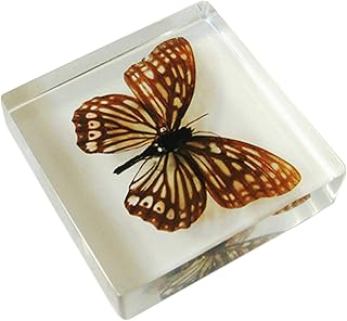 Butterfly Paperweight Specimens - Butterfly Desk Decoration - Taxidermy Collection Display Sciecne Classroom Specimen for Science Education