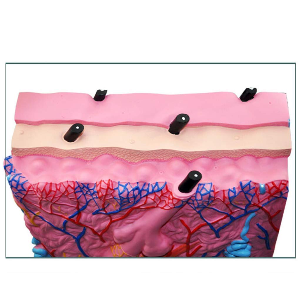 Modello anatomico Modello anatomico Pelle, Modello anatomico Umano scientifico - Lo Studio in Classe scienze Modelli scientifici Anatomia Umana - Aiuto Medico Modello anatomico Umano Modello schele