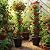 ElaraBerry 2 Pcs 63 Inch Garden Obelisk Trellis for Climbing Plants Outdoor, Mushroom Top Flower Trellis Rustproof Metal Tomato Trellises for Potted Plants Rose Climbing Vine Tomato Cucumber Grape