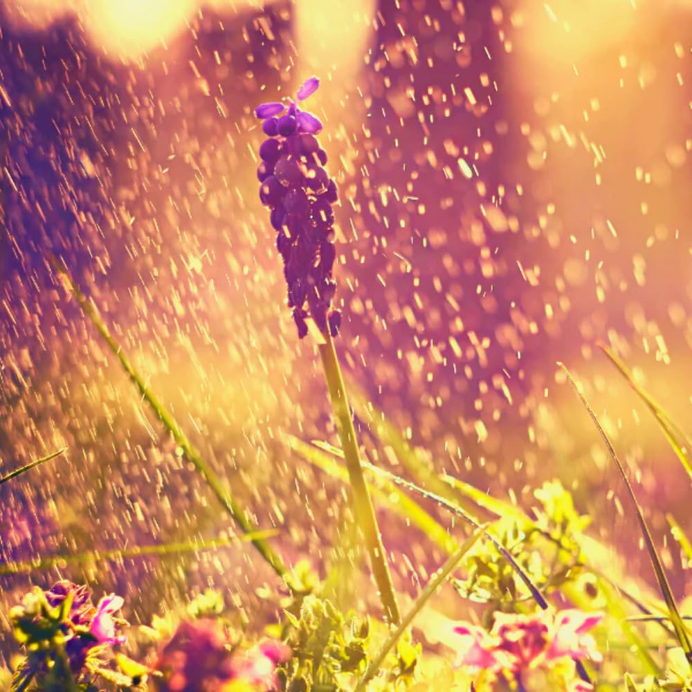 Dance in The Rain (BBW) Soapmaking and Candlemaking Scent for Candles, Lotion, Home Scents, Bath Bombs, Body Oils, Liquid Soap, Moisturizer, Shampoo, Diffusers, Soap Making