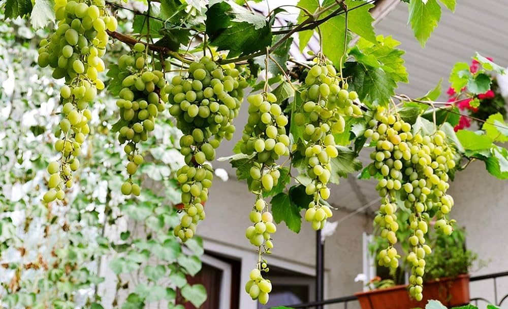 Guruji Plantation Live Anab-e-shahi Grapes Fruit Plant, Fast-Growing Vine for Organic Homegrown Grapes, Ideal for Indoor/Outdoor Spaces