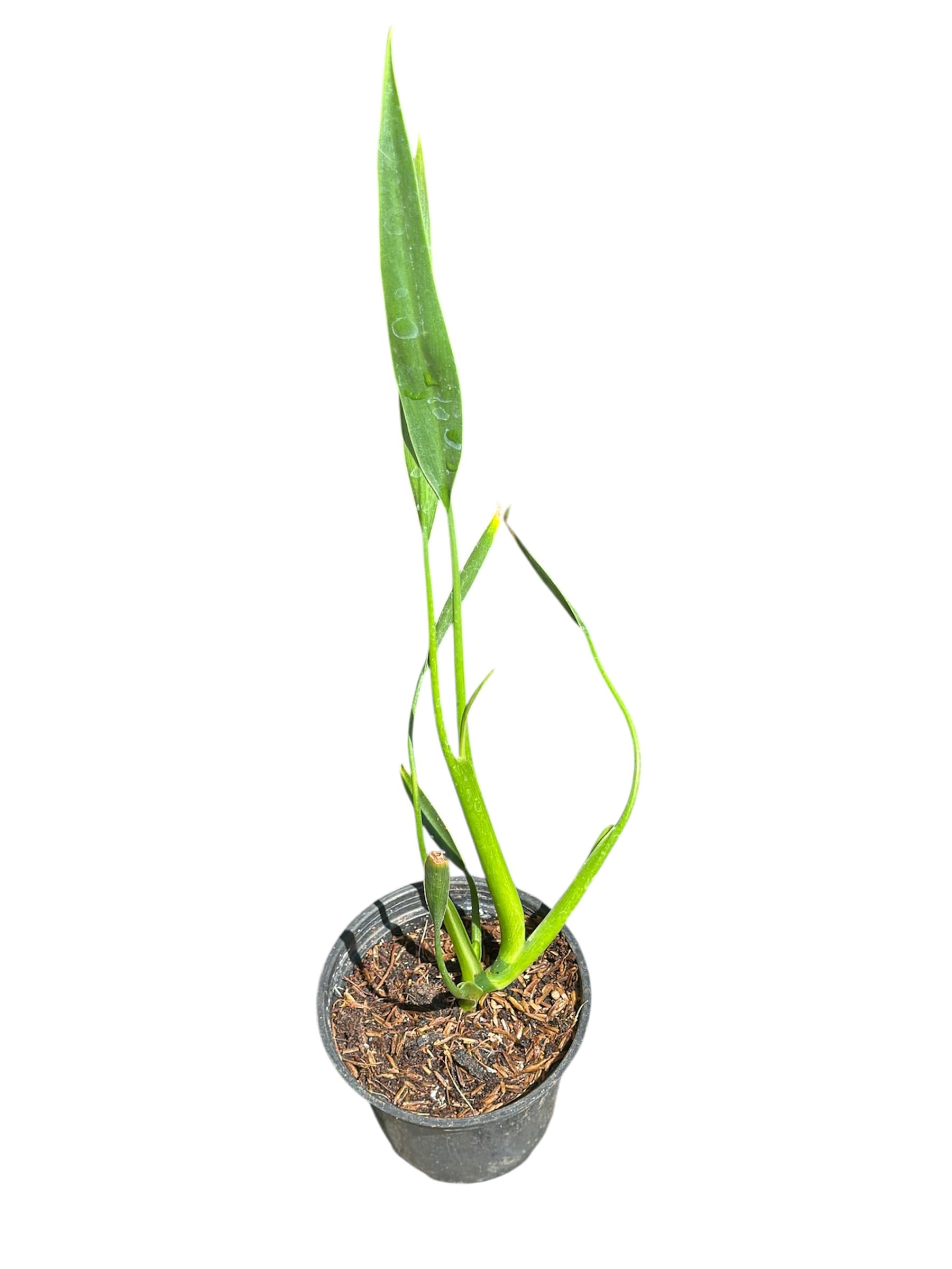 Philodendron Sucre Slim Live Plant – Rare Tropical Houseplant with Slim Glossy Leaves – Easy Care Indoor Plant – Healthy Rooted Starter