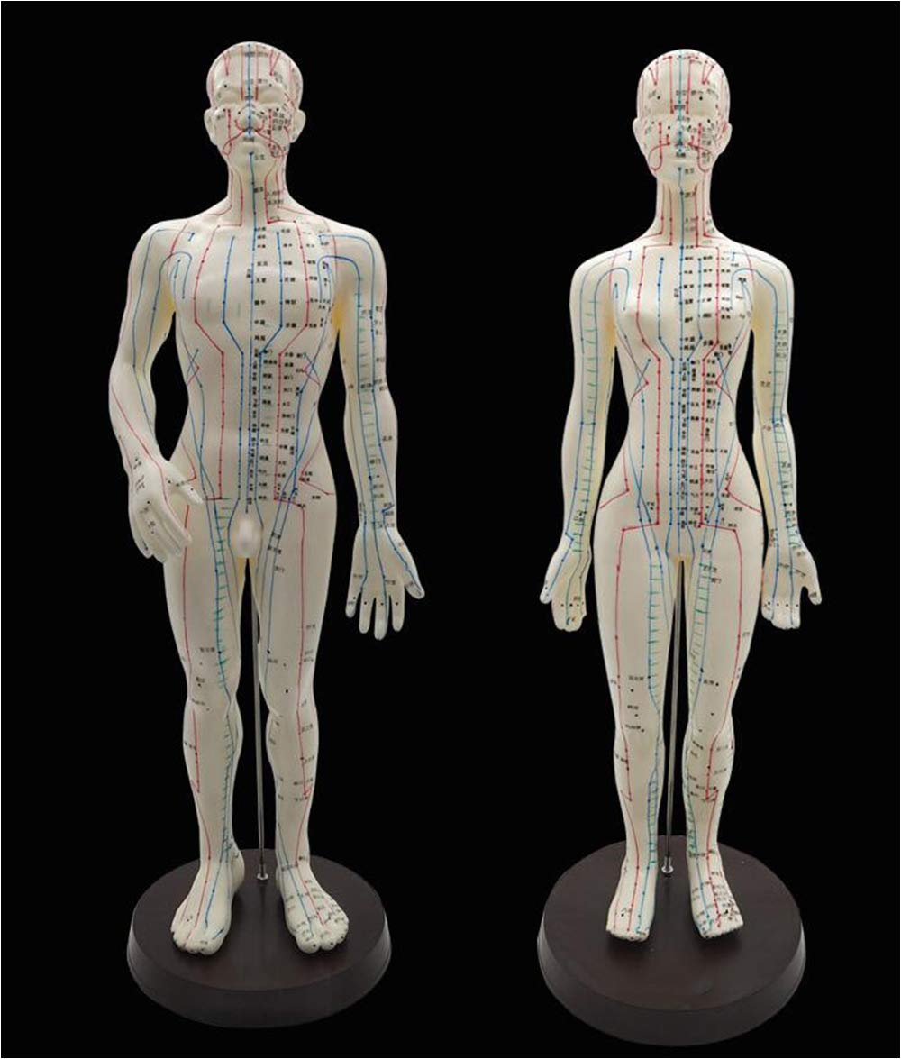 Sjdopulse Women's C Human Acupoint Model - /Male Acupuncture Model - Human Body Meridian Acupoint Model With Hd Lettering - For Traditional Hinese Medicine Meridian And Acupuncture Study Teaching (C)