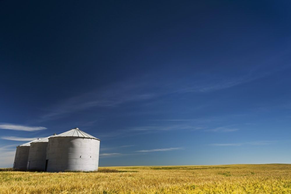 Large metal grain bins in a barley field with blue sky and