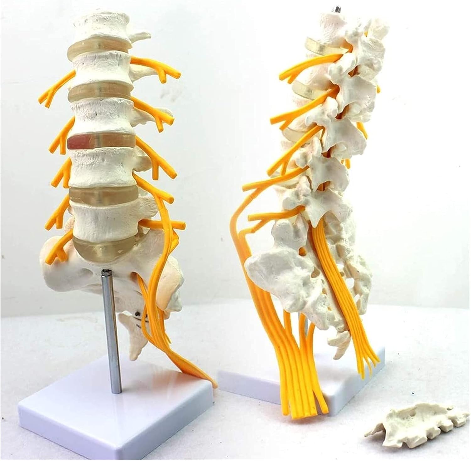 Spine Model Anatomical Lumbar Spine Model Sacral Nerve Skeletal Anatomy Medical