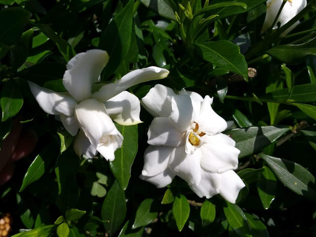 Radicans Dwarf Miniature-Gardenia jasminoides-Live Plant-Fragrant-Small White Flower-Emerald Goddess Gardens- Starter Sz 4 Inch Pot