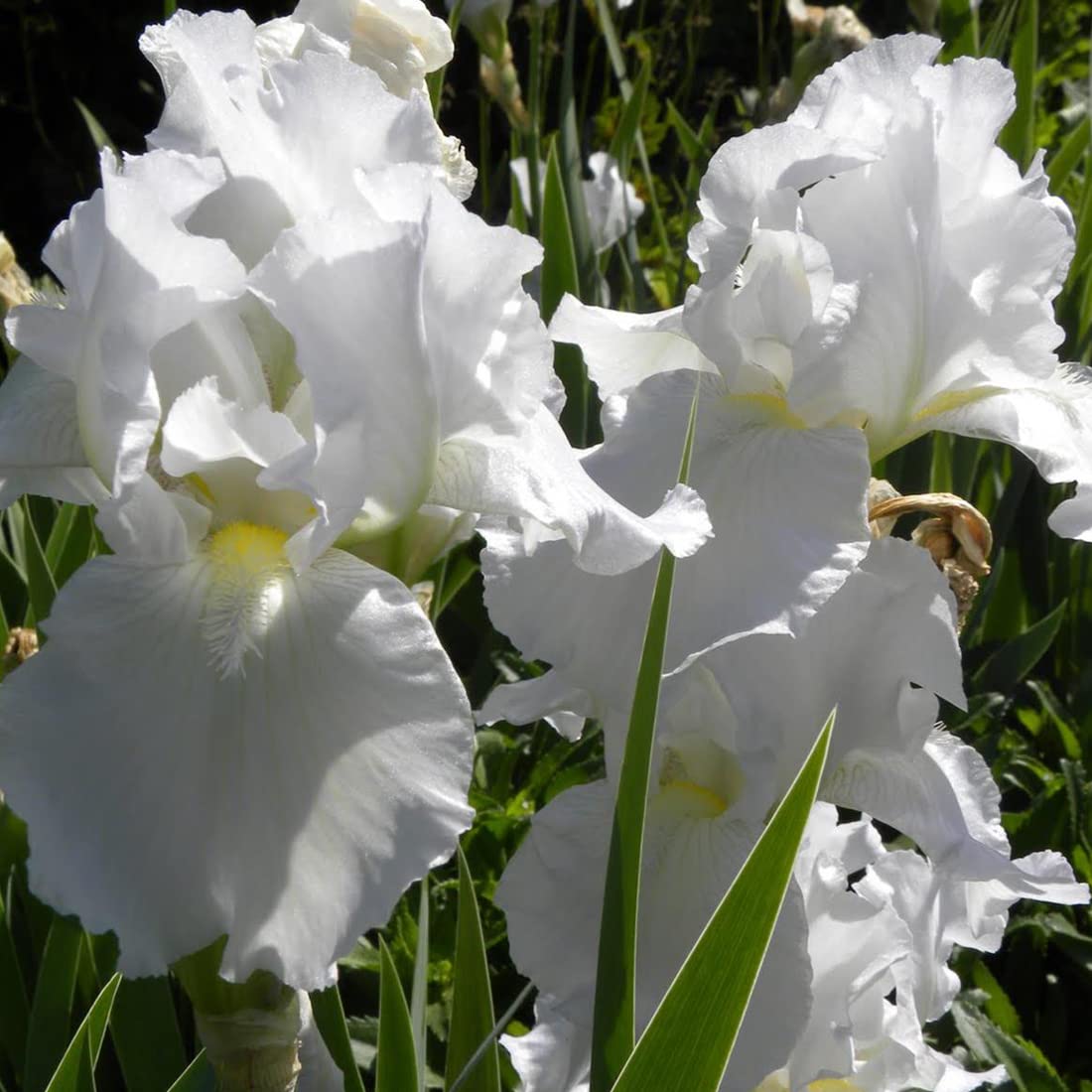 12 unità Iris Germanica 'Immortality' - Iris da Giardino 'Immortality' Vaso 9x9cm ±1 m² - Iris con Fiori Bianchi e Profumati